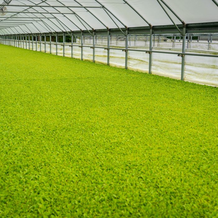 Agrifuture